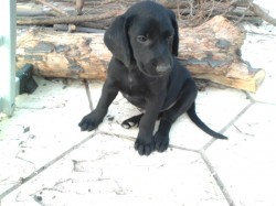 Male black pup small.jpg