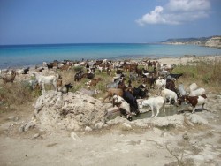 goats on the beach 2.jpg