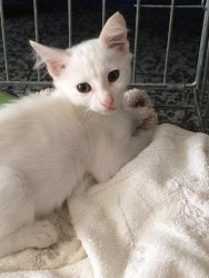 WHITE KITTEN NEEDS FOREVER HOME