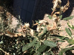 Olive Tree pests resize.jpg