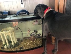 The drunk guy at the end of the bar is licking fish.