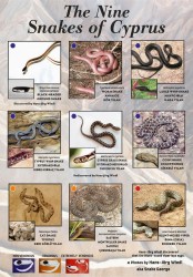 The 9 snakes of Cyprus.jpg
