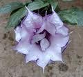 Datura.jpg