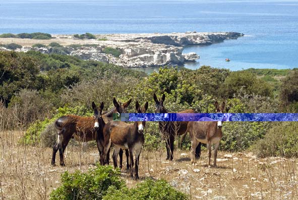 The wonderful Cyprus donkeys, photographed by Marcos Gittis