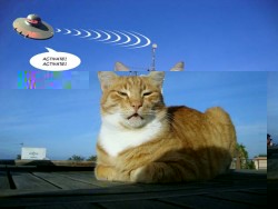 charlie ufo cat kibkom.jpg